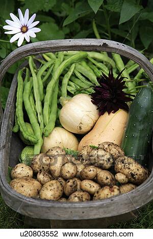 Close up of freshly dug potatoes with green beans and variety of squashes in wooden trug View Large Photo Image Stock Image - Close up of freshly dug potatoes with green beans and variety of squashes in wooden trug. Fotosearch