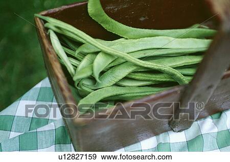 Stock Photo - Close-up of freshly picked runner beans in an old wooden trug. Fotosearch
