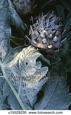 Stock Photography - Close--up of frosted cardoon seedhead and leaves. Fotosearch