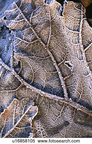 Close-up of frosted leaf View Large Photo Image Stock Photography - Close-up of frosted leaf. Fotosearch