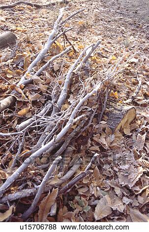 Close up of frosted twigs and Autumn leaves on ground View Large Photo Image Stock Photo - Close up of frosted twigs and Autumn leaves on ground. Fotosearch