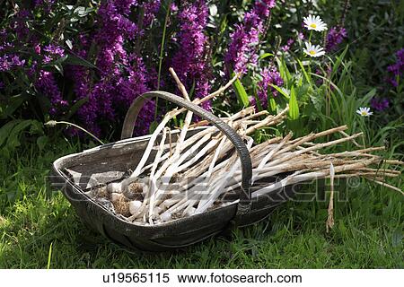Stock Photography - Close up of garlic bulbs in wooden trug in front of purple lythrum. Fotosearch