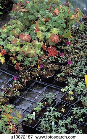 Stock Photo - Close-up of geranium plants in plastic trays. Fotosearch