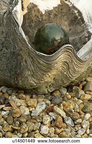 Close-up of glass bauble in large seashell View Large Photo Image Stock Photo - Close-up of glass bauble in large seashell. Fotosearch