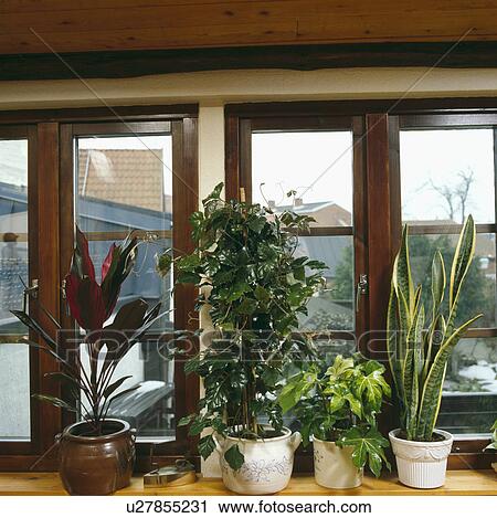 Close-up of grape ivy with sansevieria and false palms and hedera in pots on window sill View Large Photo Image Stock Image - Close-up of grape ivy with sansevieria and false palms and hedera in pots on window sill. Fotosearch
