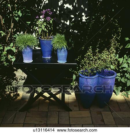 Close-up of grasses and plants growing in bright blue pots on shady terrace View Large Photo Image Picture - Close-up of grasses and plants growing in bright blue pots on shady terrace . Fotosearch