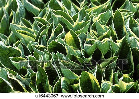 Close-up of green hostas View Large Photo Image Stock Photo - Close-up of green hostas. Fotosearch