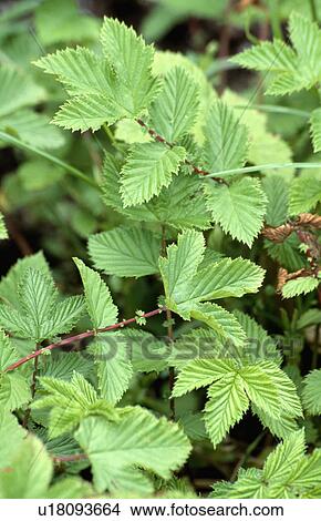 Close-up of green leaves View Large Photo Image Picture - Close-up of green leaves. Fotosearch