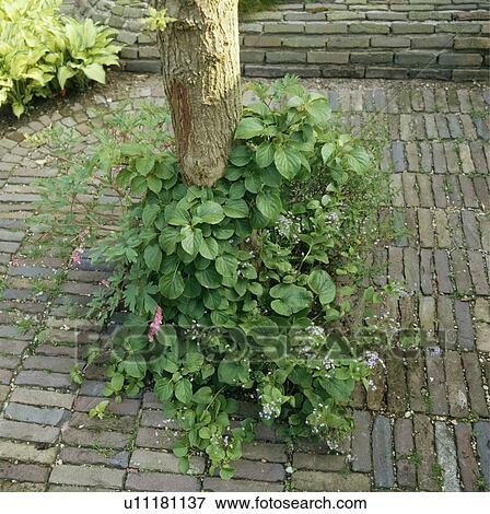 Close-up of green plants below tree-trunk in brick paving View Large Photo Image Stock Photo - Close-up of green plants below tree-trunk in brick paving. Fotosearch
