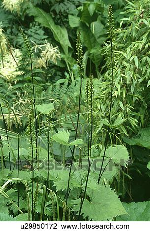 Close-up of green plants View Large Photo Image Stock Image - Close-up of green plants. Fotosearch