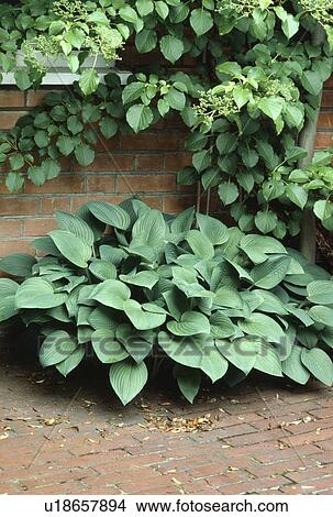 Picture - Close up of hostas below small tree against wall. Fotosearch