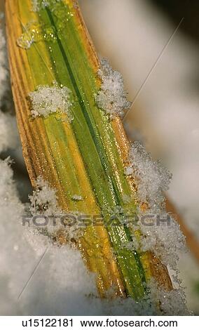 Close-up of iris leaf with ice View Large Photo Image Stock Image - Close-up of iris leaf with ice. Fotosearch