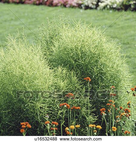 Stock Photo - Close-up of Kochia . Fotosearch