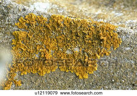 Close-up of lichen on stone wall View Large Photo Image Stock Photo - Close-up of lichen on stone wall. Fotosearch