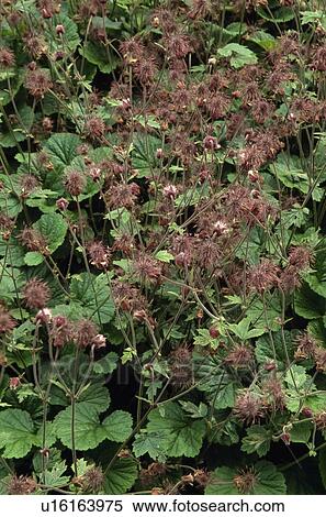 Stock Photography - Close-up of Malva in autumn. Fotosearch