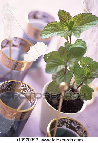 Stock Image - Close-up of mint in pot. Fotosearch
