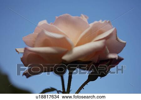 Picture - Close-up of New Dawn rose. Fotosearch