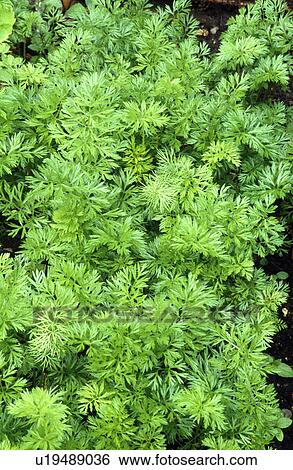 Stock Photograph - Close-up of nigella seedlings. Fotosearch