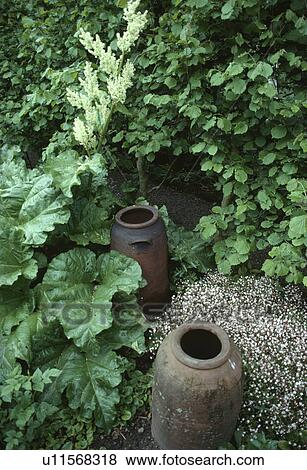 Stock Photo - Close up of old terracotta rhubarb forcing pots with rhubarb. Fotosearch
