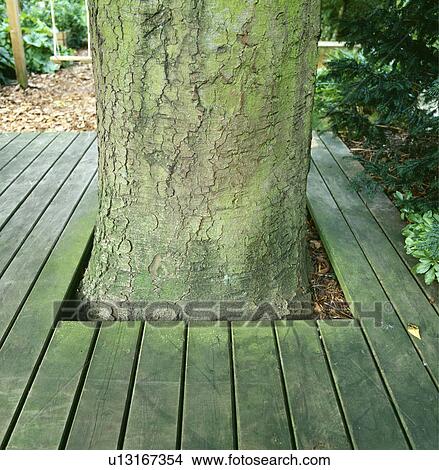 Close-up of ooden decking around tree trunk View Large Photo Image Picture - Close-up of ooden decking around tree trunk. Fotosearch