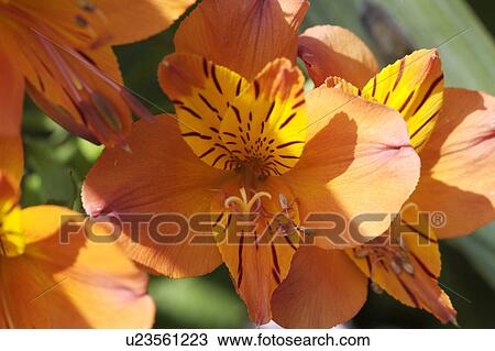 Close-up of orange Alstoemeria Aurea flower View Large Photo Image Stock Image - Close-up of orange Alstoemeria Aurea flower. Fotosearch