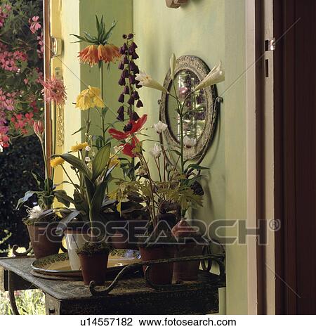 Stock Image - Close-up of orange and yellow crown imperials and lilies in pots on table in green hall. Fotosearch