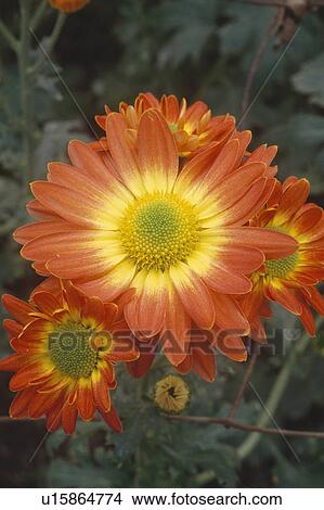 Picture - Close up of orange and yellow chrysanthemum "Rytorch". Fotosearch