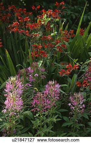 Stock Photo - close-up of orange crocosmia and pink cleome. Fotosearch