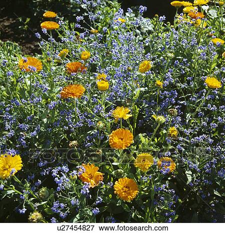 Close-up of orange marigolds and blue forget-me-nots View Large Photo Image Stock Photo - Close-up of orange marigolds and blue forget-me-nots. Fotosearch