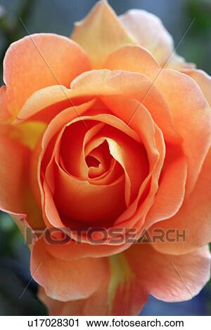 Stock Image - Close up of orange rose. Fotosearch