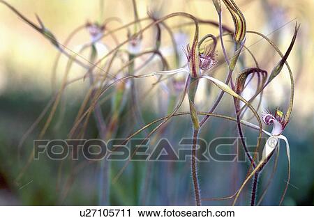 Close-up of orchids with long petals View Large Photo Image Stock Image - Close-up of orchids with long petals. Fotosearch
