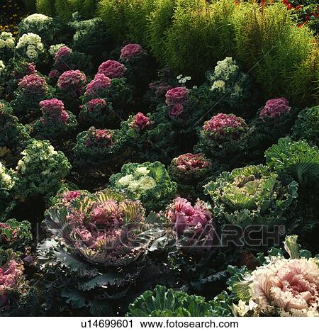 Close up of orrnamental cabbages used as winter bedding. View Large Photo Image Stock Image - Close up of orrnamental cabbages used as winter bedding.. Fotosearch