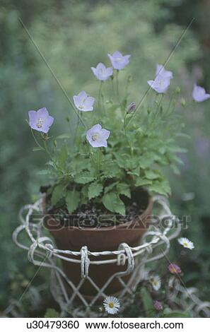 Close up of pale blue campanula in wirework planter View Large Photo Image Stock Image - Close up of pale blue campanula in wirework planter. Fotosearch