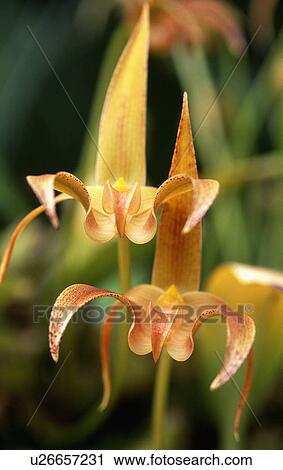 Close-up of pale orange orchid flowers View Large Photo Image Stock Image - Close-up of pale orange orchid flowers. Fotosearch