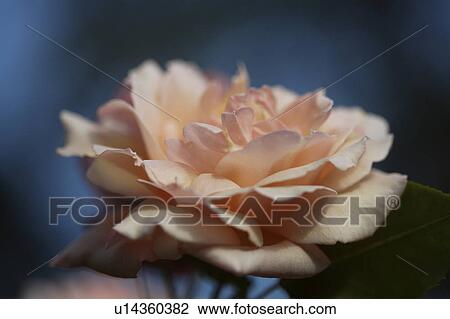 Stock Image - Close-up of pale pink rose. Fotosearch