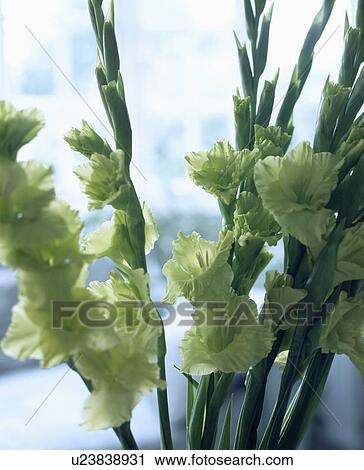 Stock Image - Close-up of pale yellow gladioli. Fotosearch