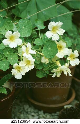 Picture - Close-up of pale yellow nasturtiums in old terracotta pot. Fotosearch
