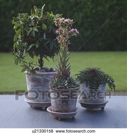 Stock Photo - Close-up of passiflora and agave in terracotta pots. Fotosearch