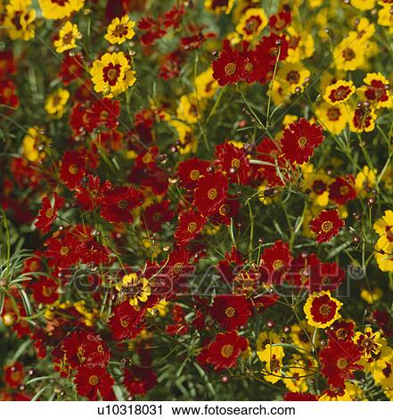 Close-up of patch of red and yellow tickseed-coreopsis. View Large Photo Image Stock Image -  Close-up of patch of red and yellow tickseed-coreopsis.. Fotosearch