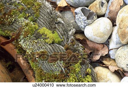 Stock Image - Close-up of pebbles and moss. Fotosearch
