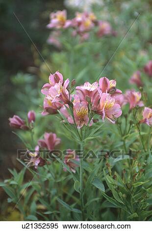 Close up of pink alstroemeria View Large Photo Image Stock Photography - Close up of pink alstroemeria. Fotosearch