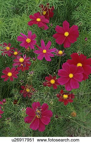 Close-up of pink and red Cosmos View Large Photo Image Stock Image - Close-up of pink and red Cosmos. Fotosearch