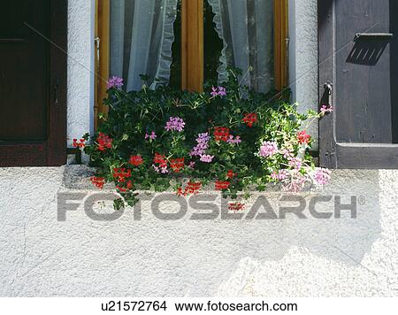 Picture - Close up of pink and red geraniums in windowbox. Fotosearch