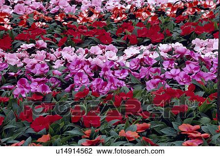 Close-up of pink and red impatiens View Large Photo Image Stock Image - Close-up of pink and red impatiens. Fotosearch
