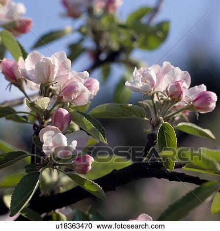 Stock Image - Close-up of pink apple blossom. Fotosearch