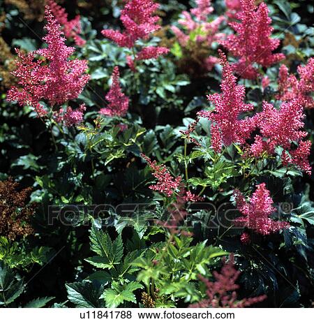 Stock Photo - Close-up of pink Astilbe. Fotosearch