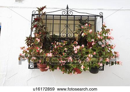 Close up of pink begonias in pots on wrought iron balcony of traditional Spanish house View Large Photo Image Stock Photo - Close up of pink begonias in pots on wrought iron balcony of traditional Spanish house. Fotosearch