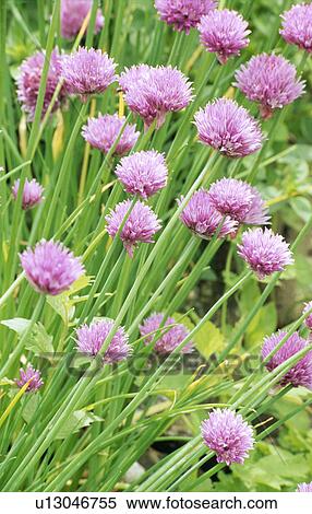 Stock Photography - Close-up of pink chives. Fotosearch