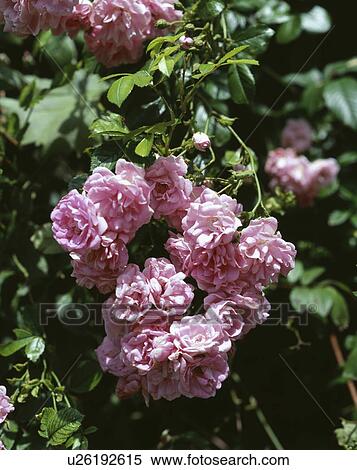 Stock Photography - Close-up of pink climbing roses. Fotosearch