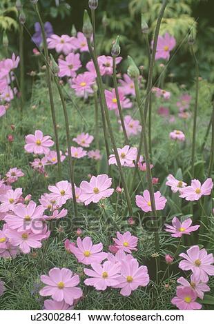Stock Image - Close up of pink cosmos with allium buds growing through . Fotosearch